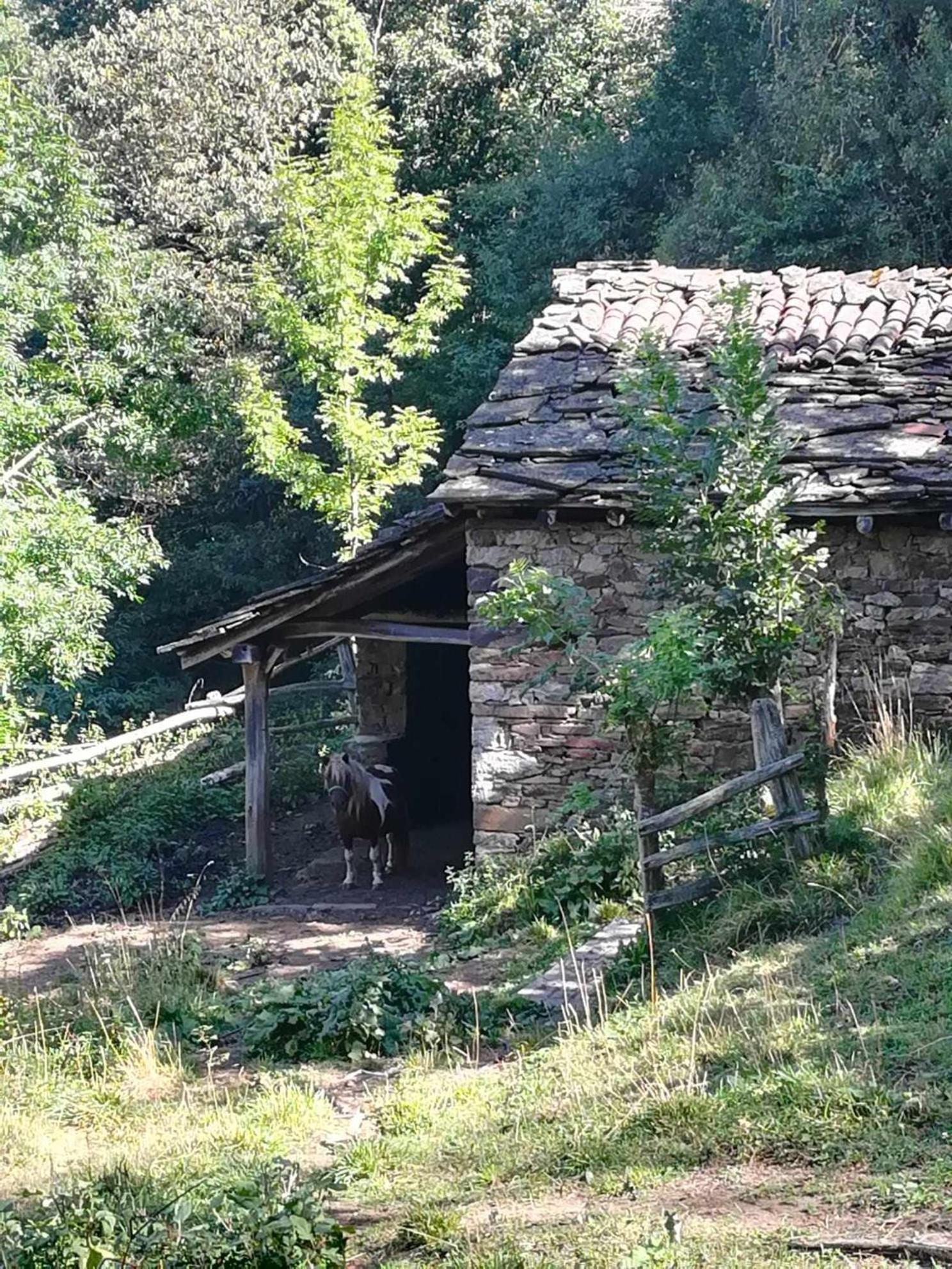 Encanto Asturiano Aller Exteriör bild